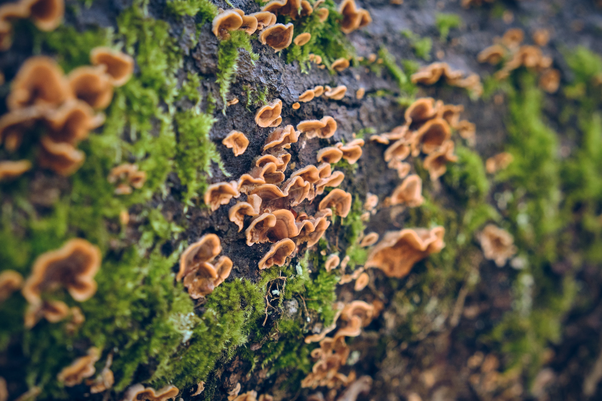 Fungi growing on tree trunk